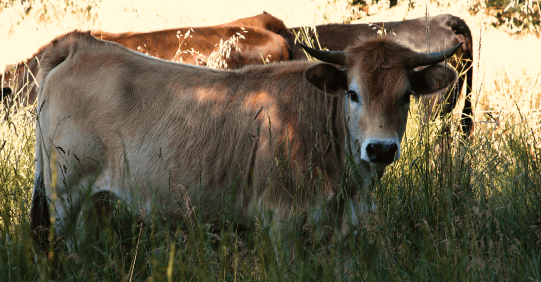 granjazael - vaca
